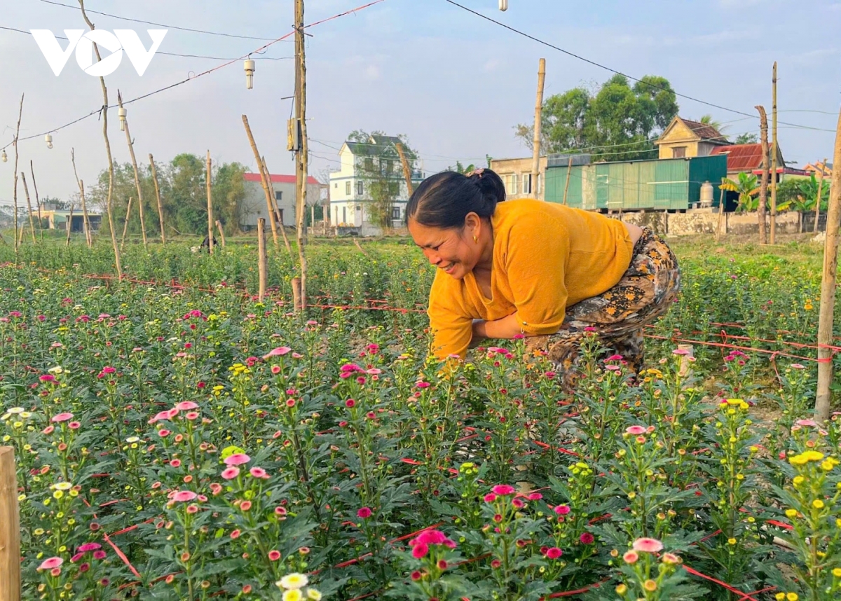 vựa rau vùng rốn lũ và vựa hoa lớn nhất quảng bình chuẩn bị bán tết hình ảnh 5 vua rau vung ron lu va vua hoa lon nhat quang binh chuan bi ban tet hinh anh 5