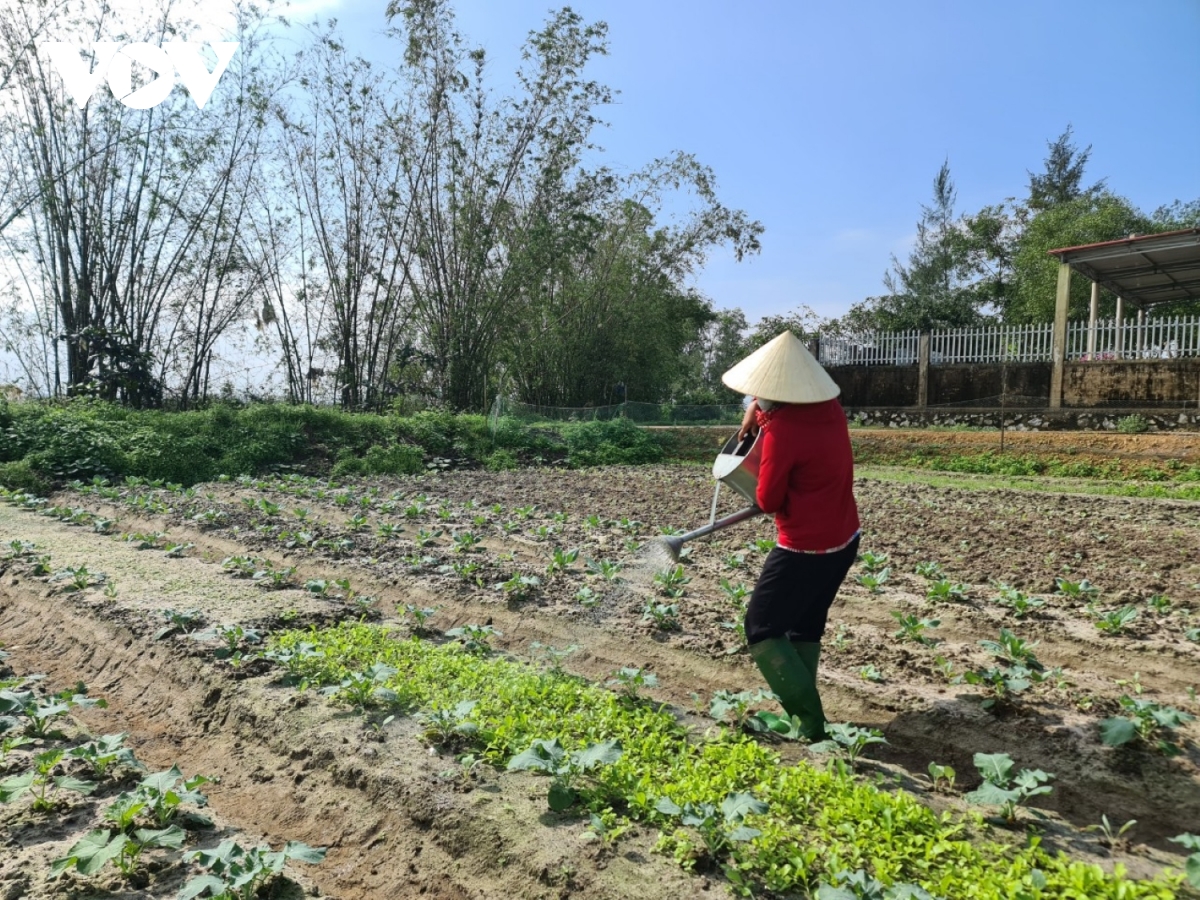vựa rau vùng rốn lũ và vựa hoa lớn nhất quảng bình chuẩn bị bán tết hình ảnh 1 vua rau vung ron lu va vua hoa lon nhat quang binh chuan bi ban tet hinh anh 1