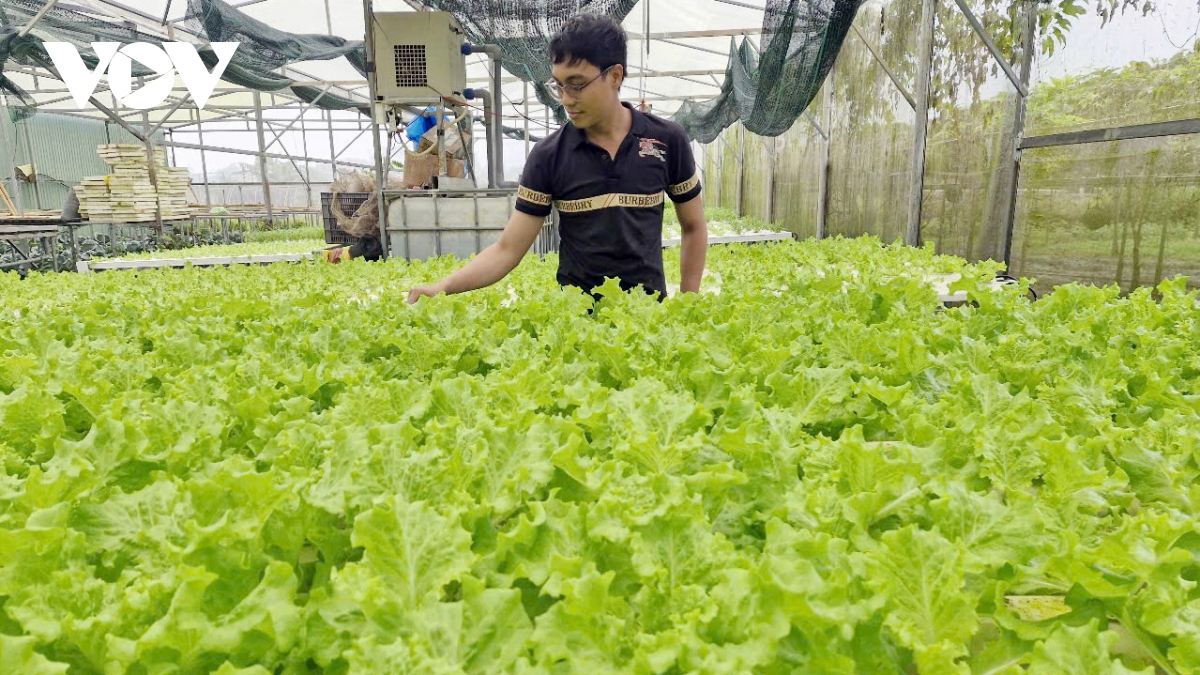 Da nang mua lanh keo dai, gia rau xanh co loai tang gap doi hinh anh 2