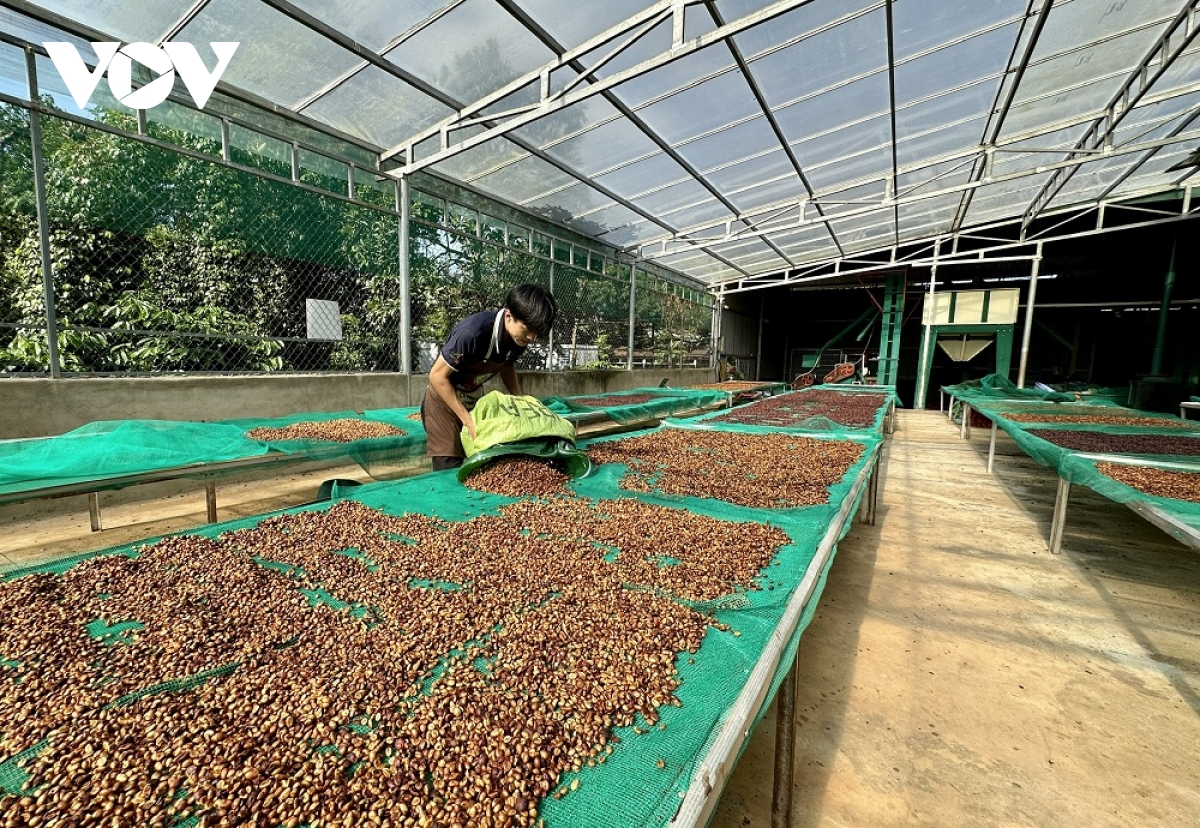 ban hành quy chế quản lý chỉ dẫn địa lý buôn ma thuột cho cà phê robusta hình ảnh 1 ban hanh quy che quan ly chi dan dia ly buon ma thuot cho ca phe robusta hinh anh 1