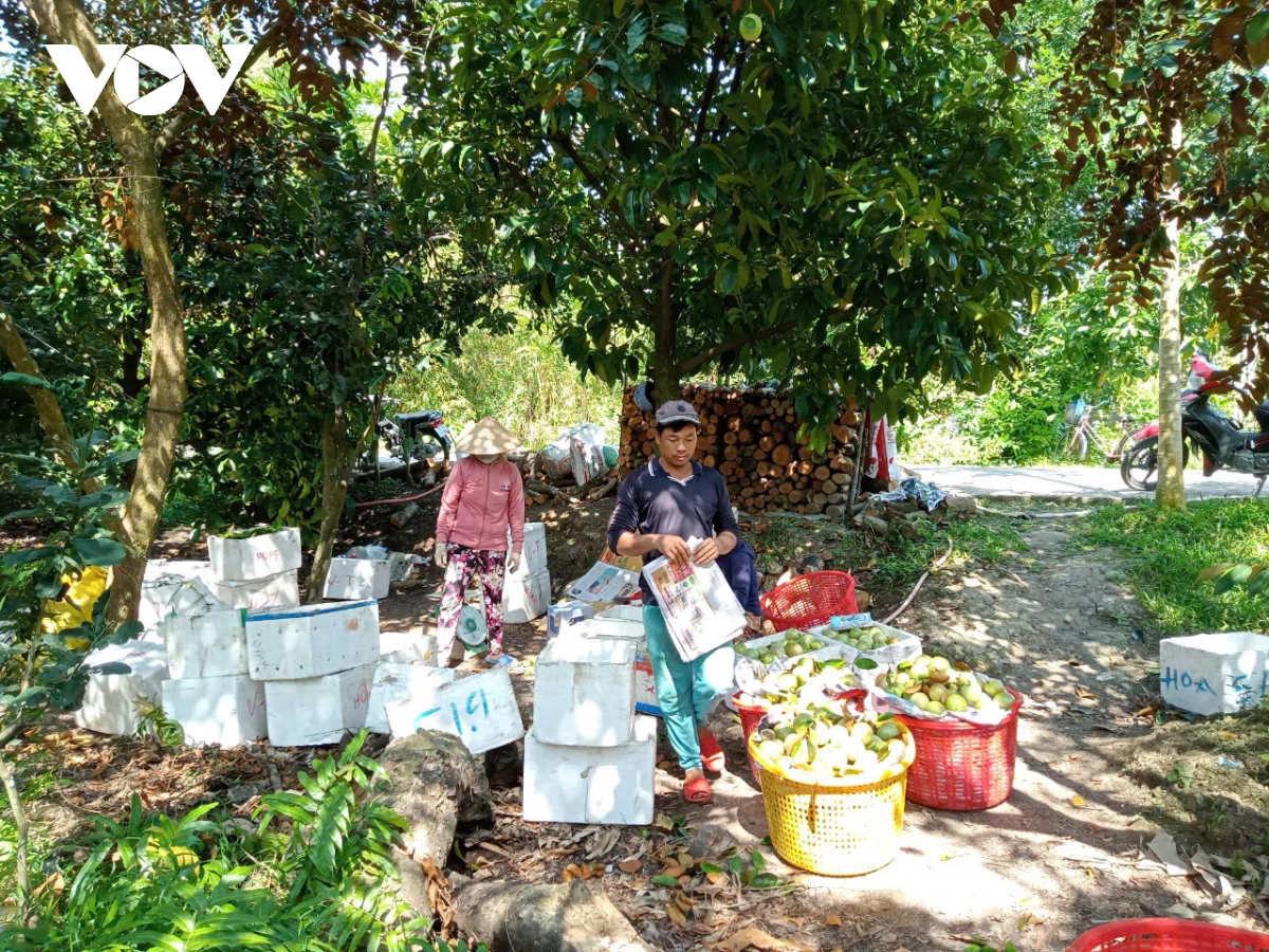 trái cây Đbscl liên kết lỏng lẻo, khó xây dựng thương hiệu hình ảnh 3 trai cay Dbscl lien ket long leo, kho xay dung thuong hieu hinh anh 3
