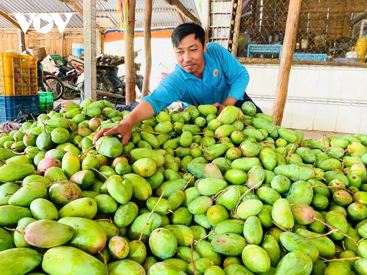 vì sao chưa thể xây dựng thương hiệu trái cây made in vietnam hình ảnh 5 vi sao chua the xay dung thuong hieu trai cay made in vietnam hinh anh 5
