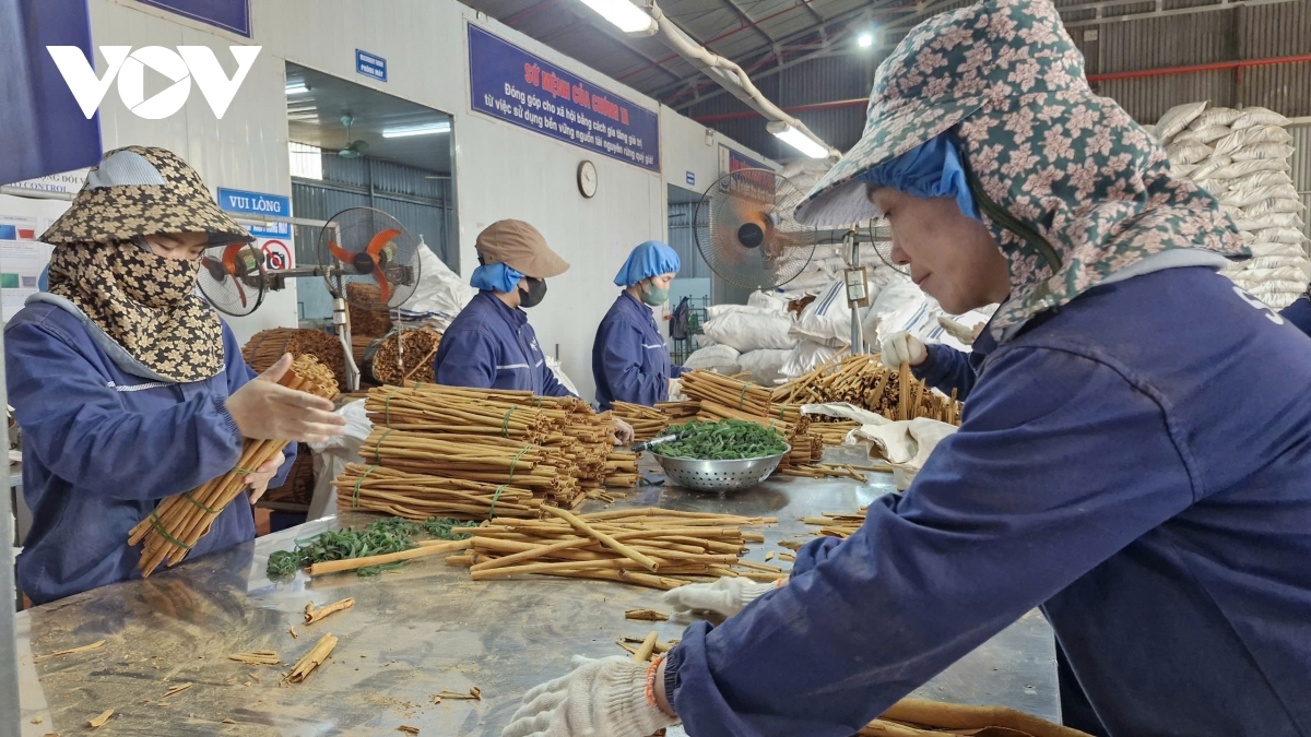 mùa xuân no ấm trên vùng quế văn yên, yên bái hình ảnh 7 mua xuan no am tren vung que van yen, yen bai hinh anh 7