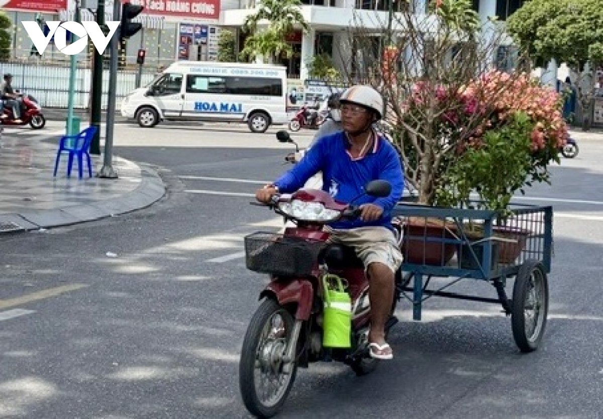 trua 29 tet, thi truong cay kieng o vung tau van nhon nhip hinh anh 3