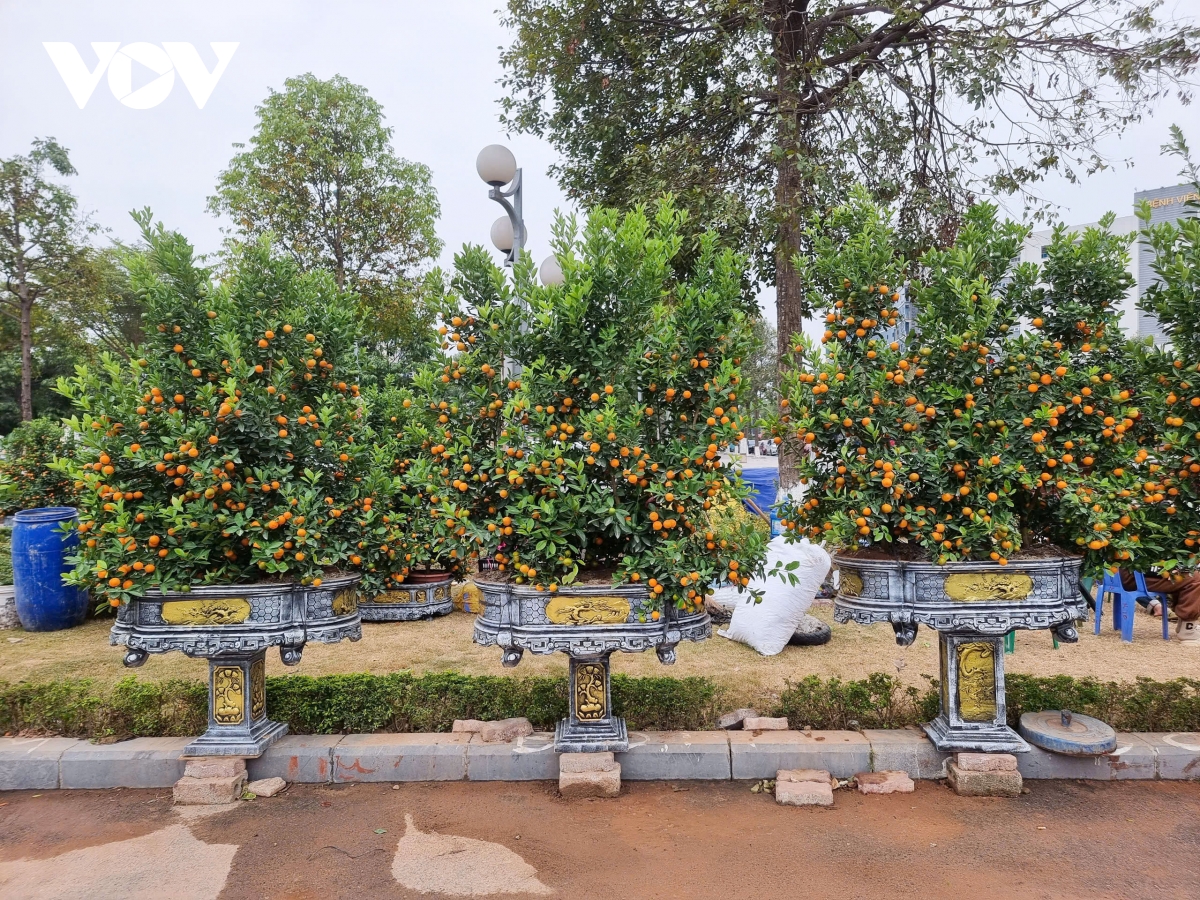 thi truong hoa, cay canh tet o bac ninh thap thom ngong khach hinh anh 6