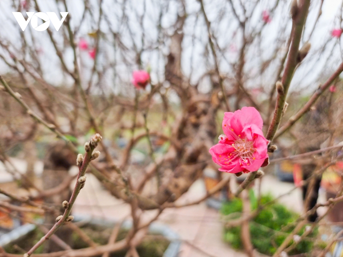 thi truong hoa, cay canh tet o bac ninh thap thom ngong khach hinh anh 5