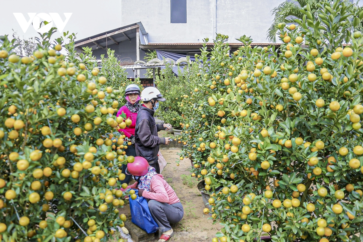 quat canh hoi an nhon nhip vao mua tet hinh anh 6