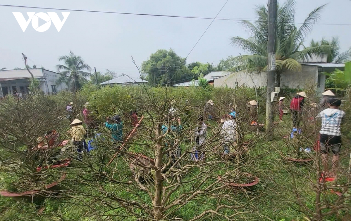 về hậu giang xem lặt lá mai đón tết hình ảnh 2 ve hau giang xem lat la mai don tet hinh anh 2