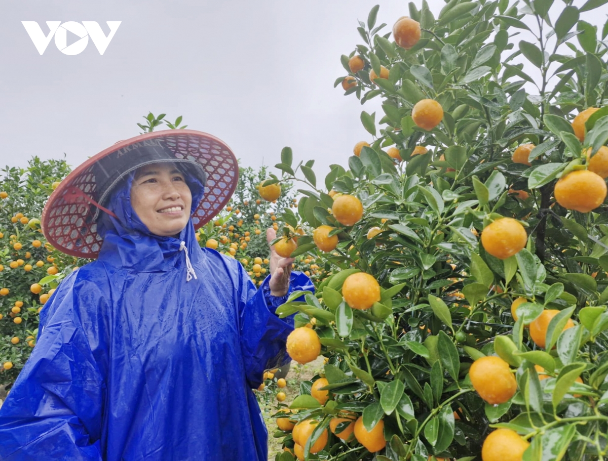 quat canh hoi an nhon nhip vao mua tet hinh anh 2