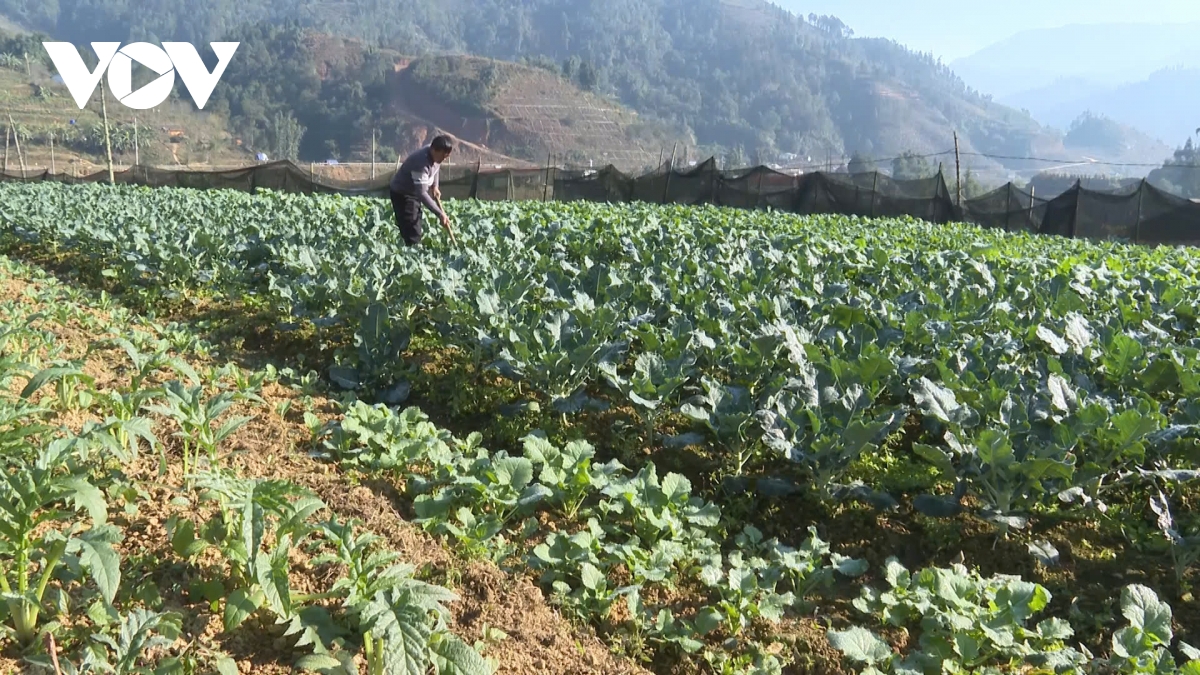 nông dân sa pa tăng cường phòng, chống rét cho cây trồng, vật nuôi hình ảnh 1 nong dan sa pa tang cuong phong, chong ret cho cay trong, vat nuoi hinh anh 1