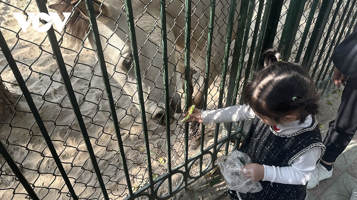 ha ma nhi o vuon thu ha noi hut khach dip tet hinh anh 9