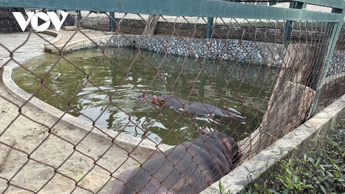 ha ma nhi o vuon thu ha noi hut khach dip tet hinh anh 6