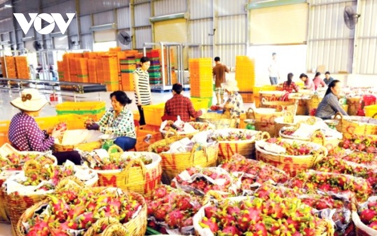ngành rau quả việt nam hướng tới mục tiêu xuất khẩu 8 tỷ usd năm 2025 hình ảnh 1 nganh rau qua viet nam huong toi muc tieu xuat khau 8 ty usd nam 2025 hinh anh 1