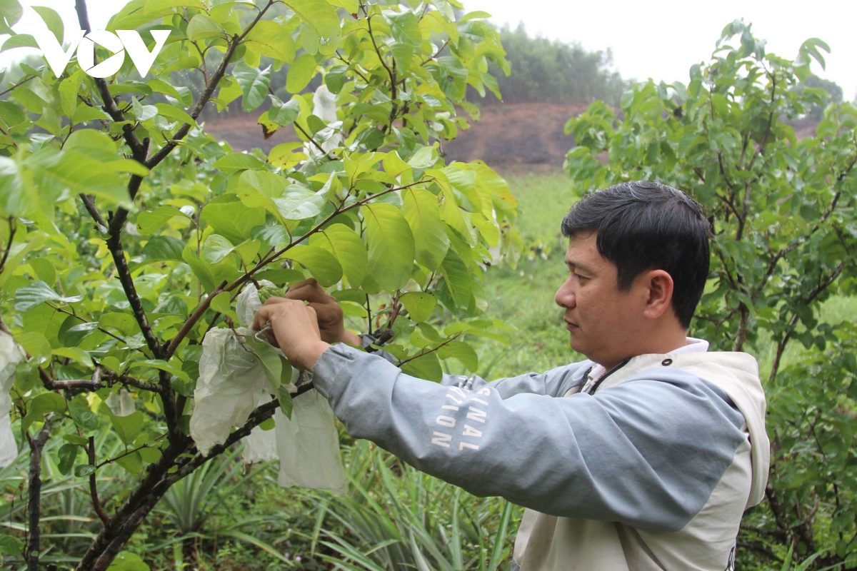 nha vuon o binh Dinh ep cay cho trai ban tet hinh anh 3