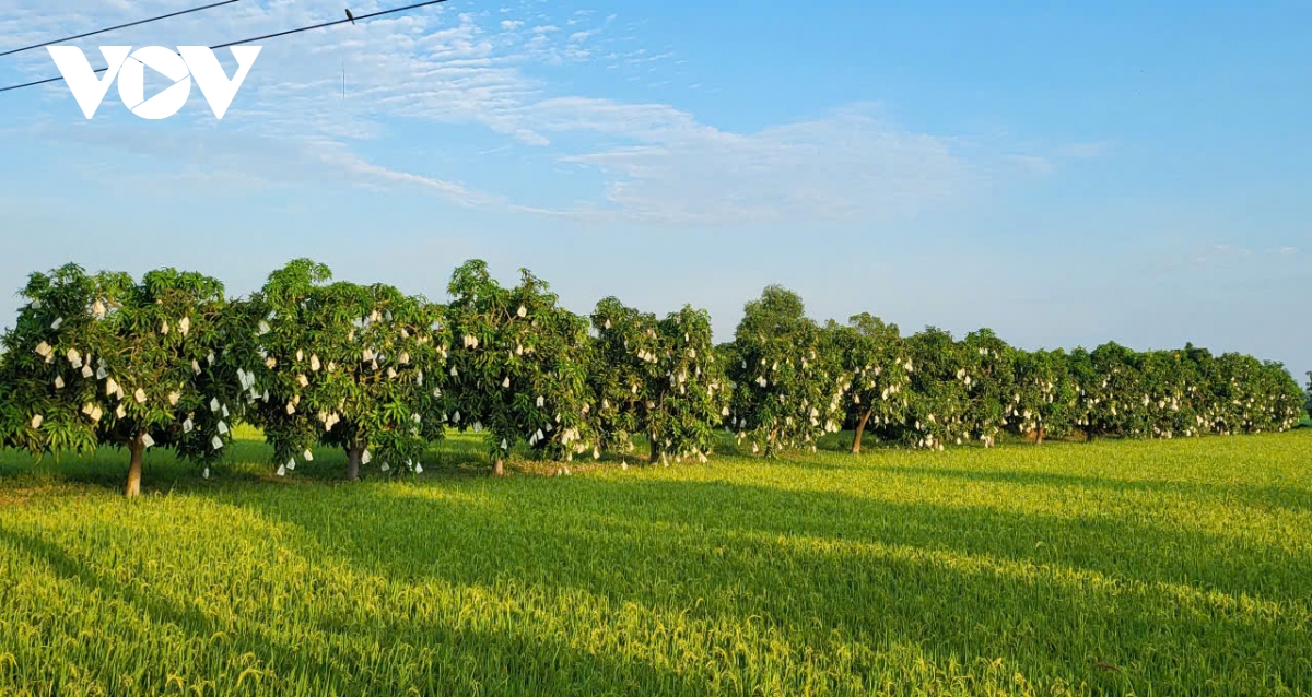 hon 38.000 tan trai cay phuc vu thi truong tet hinh anh 1