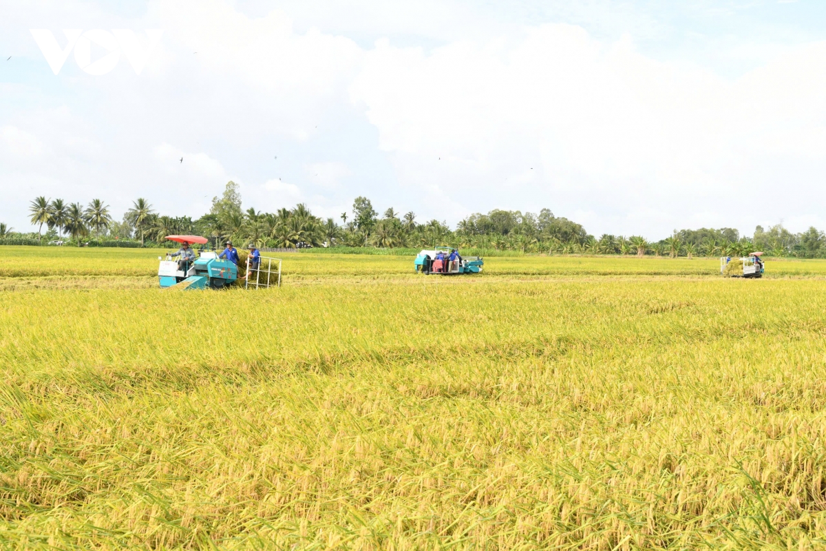 gia lua giam sau, nong dan mat vui hinh anh 1