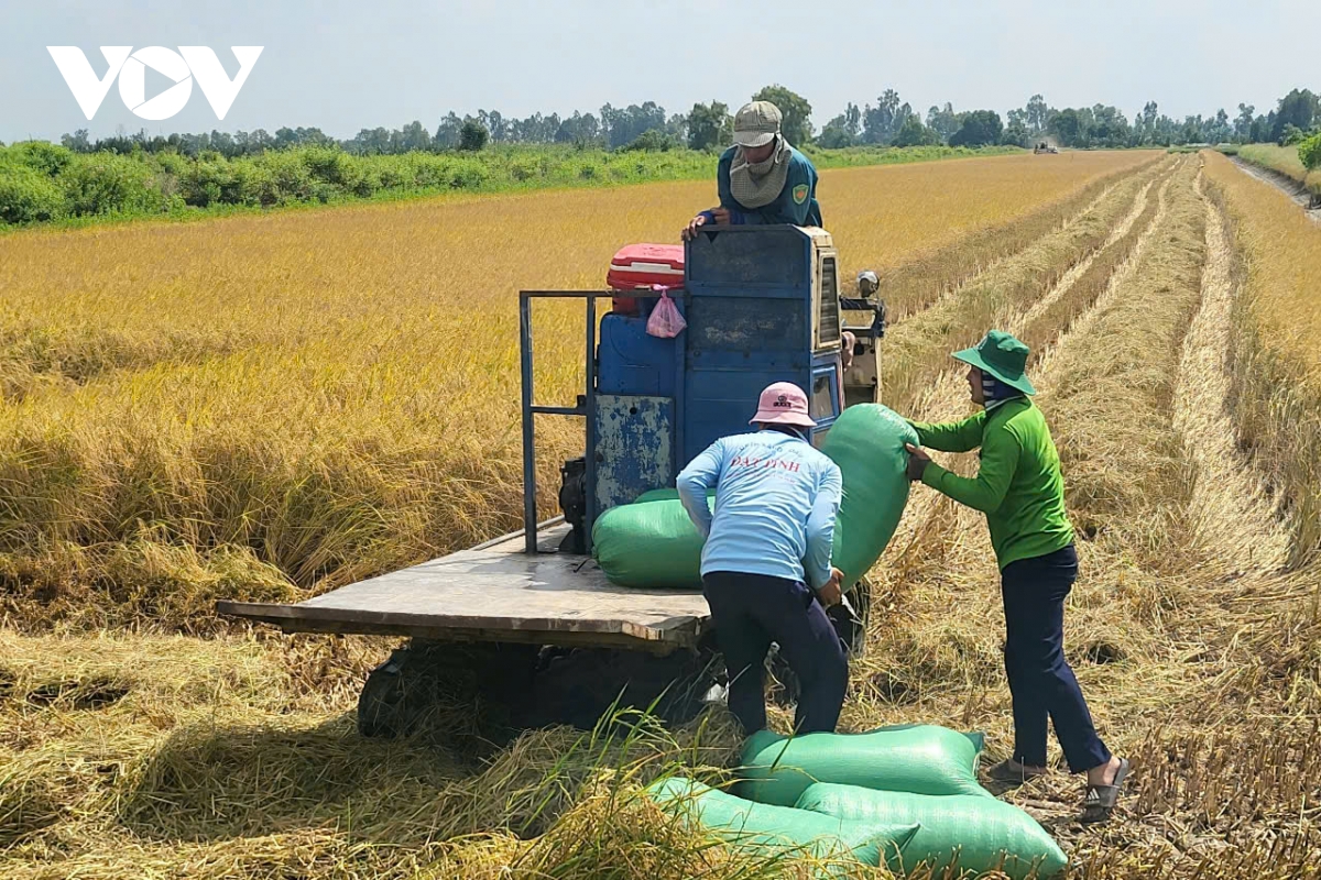 gia lua giam sau, nong dan mat vui hinh anh 3