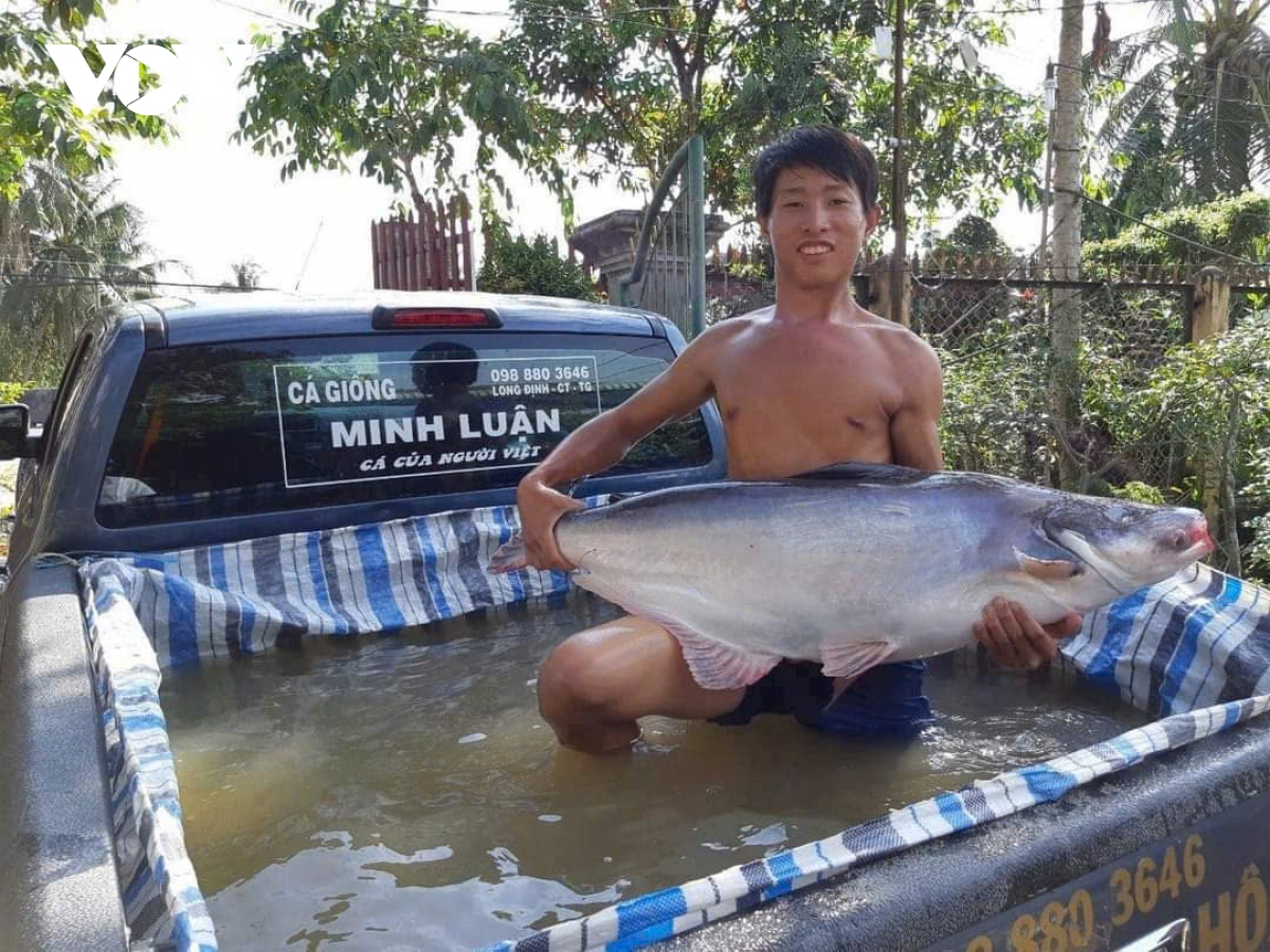 Một nông dân Tiền Giang dự trữ hơn 3 tấn cá “khủng” phục vụ Tết