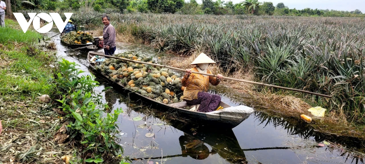 sac xuan ruc ro o vung Dong thap muoi hinh anh 3