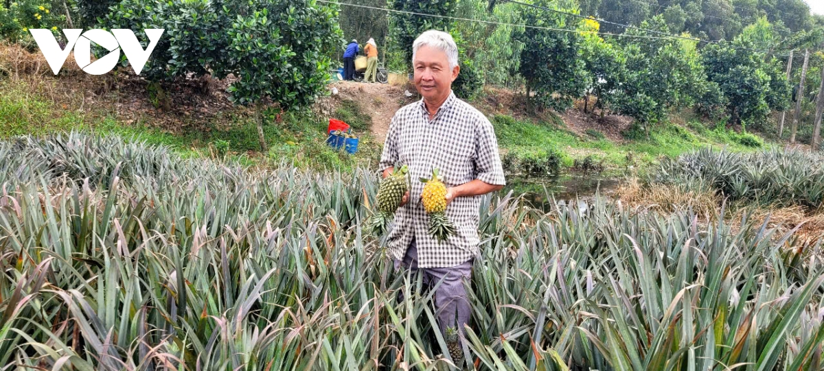 sac xuan ruc ro o vung Dong thap muoi hinh anh 2