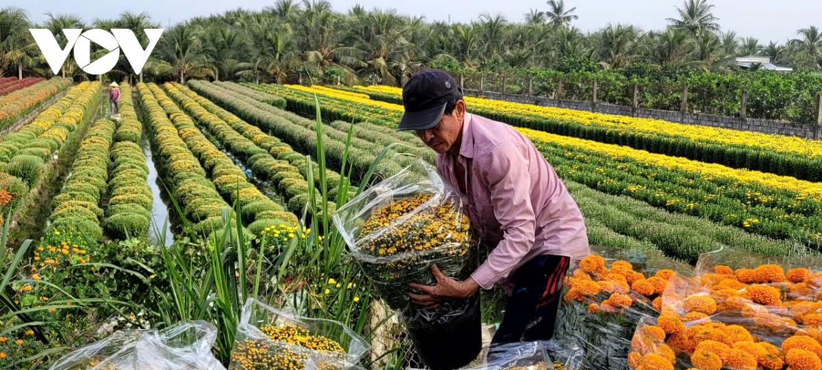 thi truong hoa tet tieu thu cham, nong dan lo lang hinh anh 2