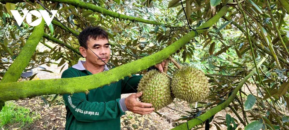 trai sau rieng can tet giam gia sau, nha vuon don tet kem vui hinh anh 3