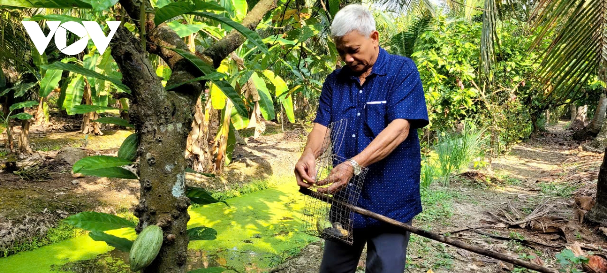 Lão nông Tiền Giang dụ đàn sóc vào bẫy, bảo vệ vườn cây ăn quả