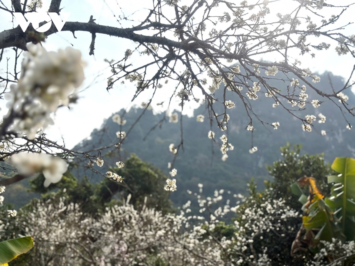 sac man tinh khoi noi mua xuan pho nui hinh anh 1