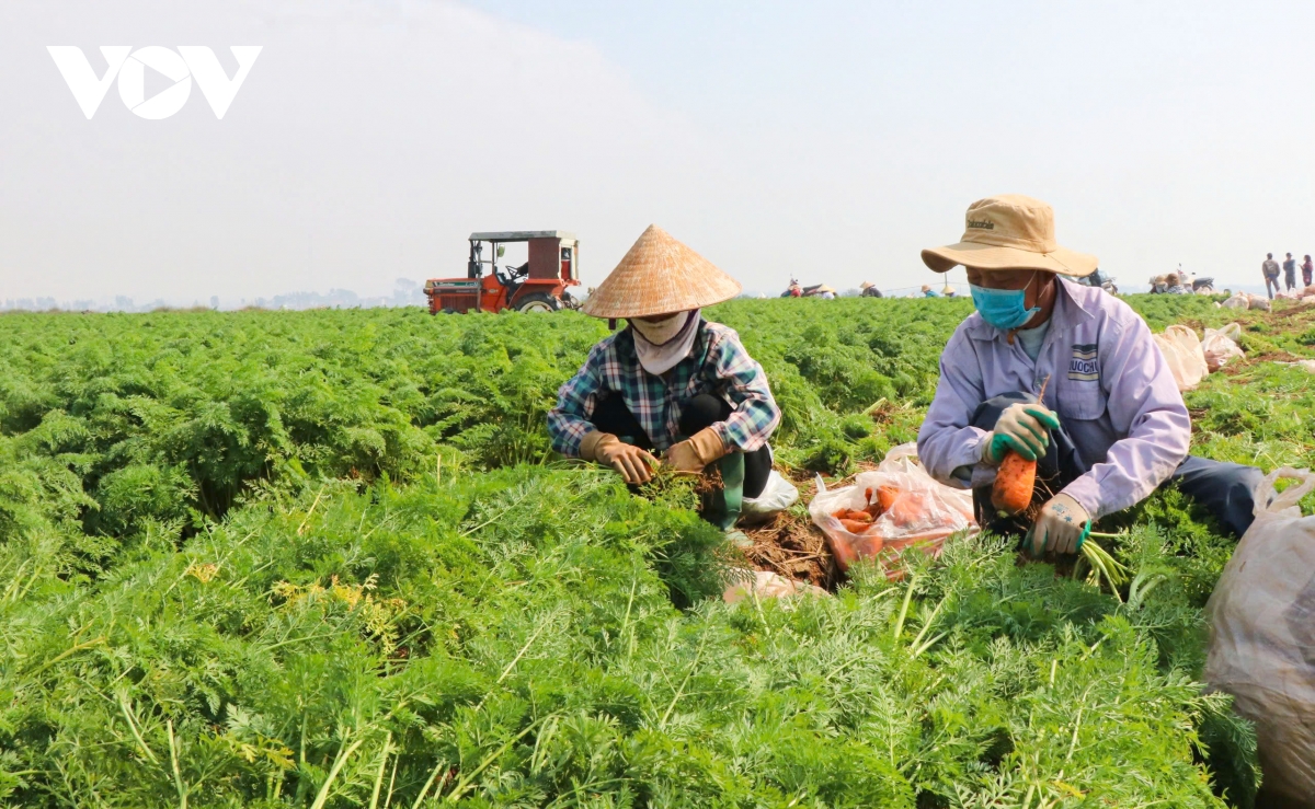 ca rot mat gia, nong dan o bac ninh lao dao hinh anh 2