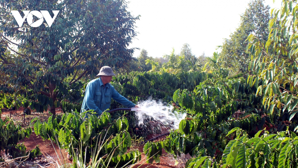 nông dân tây nguyên chăm sóc cà phê, thu hoạch nông sản ngay sau tết hình ảnh 1 nong dan tay nguyen cham soc ca phe, thu hoach nong san ngay sau tet hinh anh 1