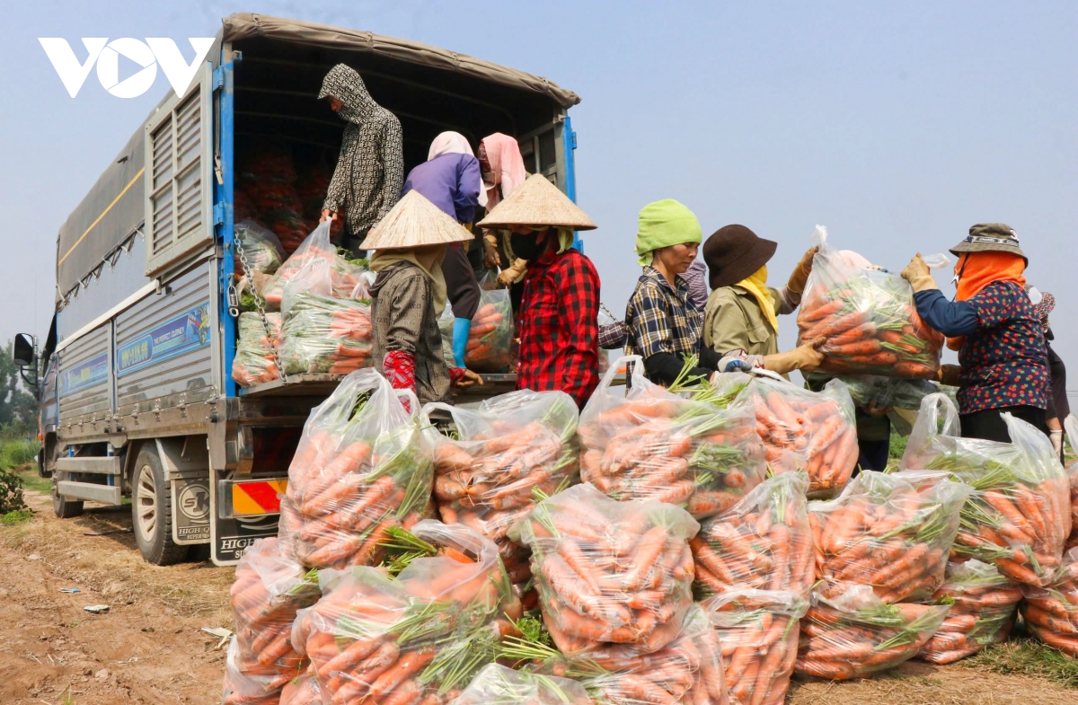 ca rot mat gia, nong dan o bac ninh lao dao hinh anh 3