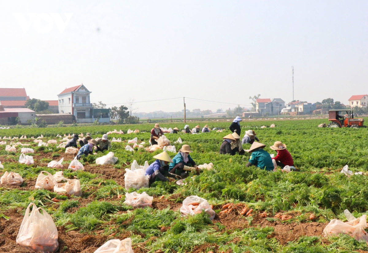 ca rot mat gia, nong dan o bac ninh lao dao hinh anh 1