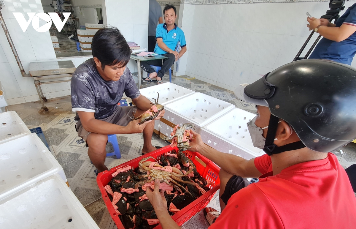 giá cua cà mau đã ổn định trở lại hình ảnh 1 gia cua ca mau da on dinh tro lai hinh anh 1