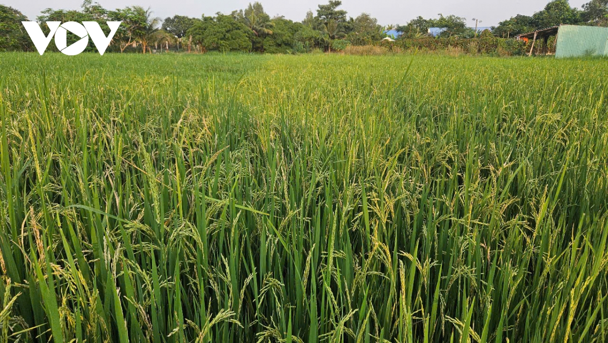 Dau xuan, nong dan binh chanh ke chuyen lam nong nghiep ben vung hinh anh 2