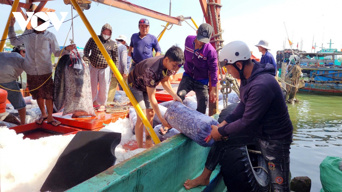 ngư dân cà mau hái lộc từ chuyến biển xuyên tết hình ảnh 1 ngu dan ca mau hai loc tu chuyen bien xuyen tet hinh anh 1
