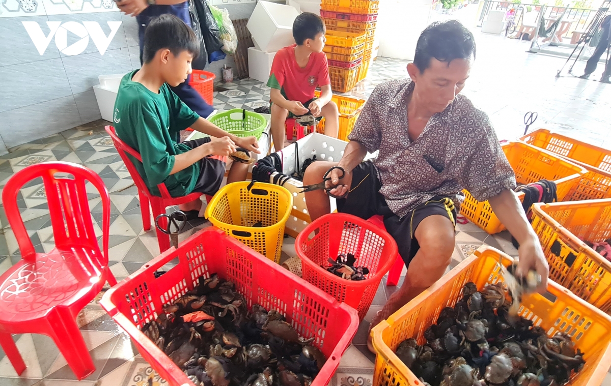 giá cua cà mau đã ổn định trở lại hình ảnh 3 gia cua ca mau da on dinh tro lai hinh anh 3