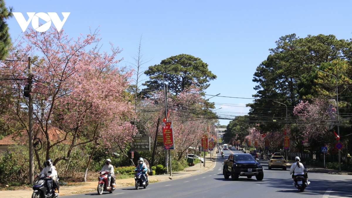 sac tham mai anh dao Da lat niu chan du khach hinh anh 4