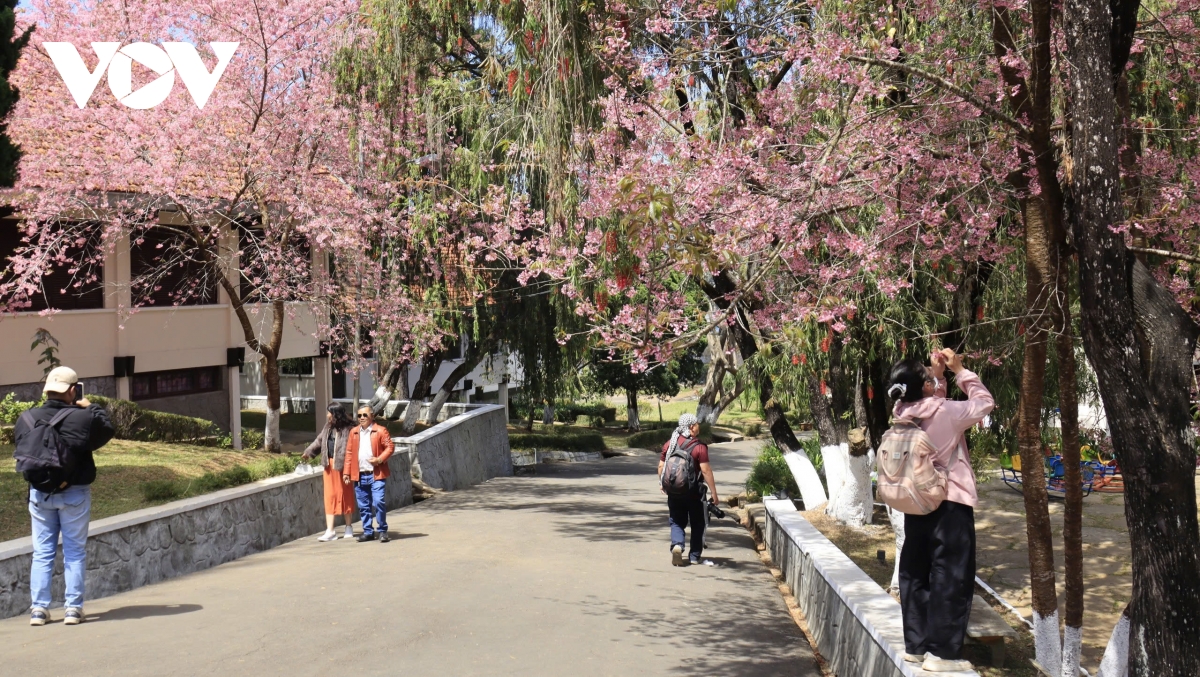 sac tham mai anh dao Da lat niu chan du khach hinh anh 5