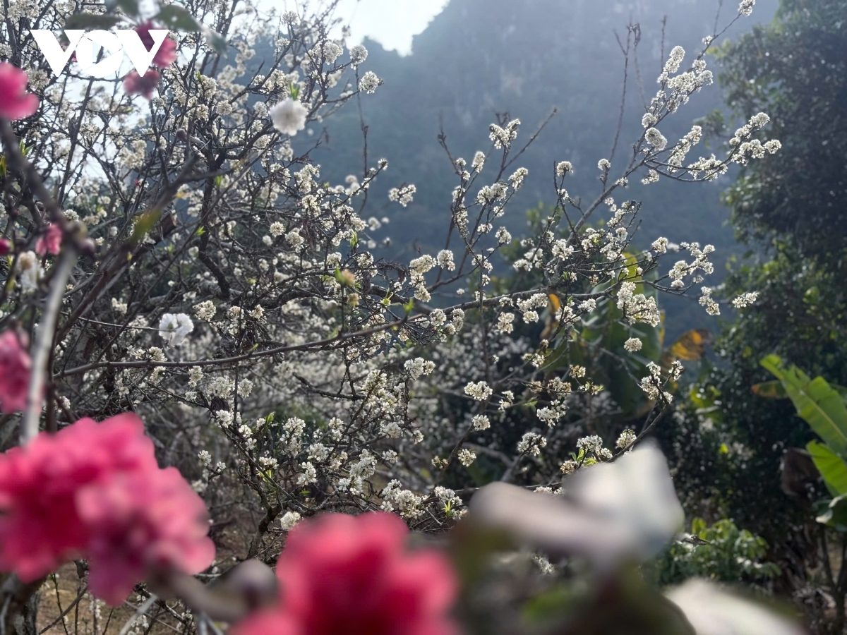 sac man tinh khoi noi mua xuan pho nui hinh anh 6