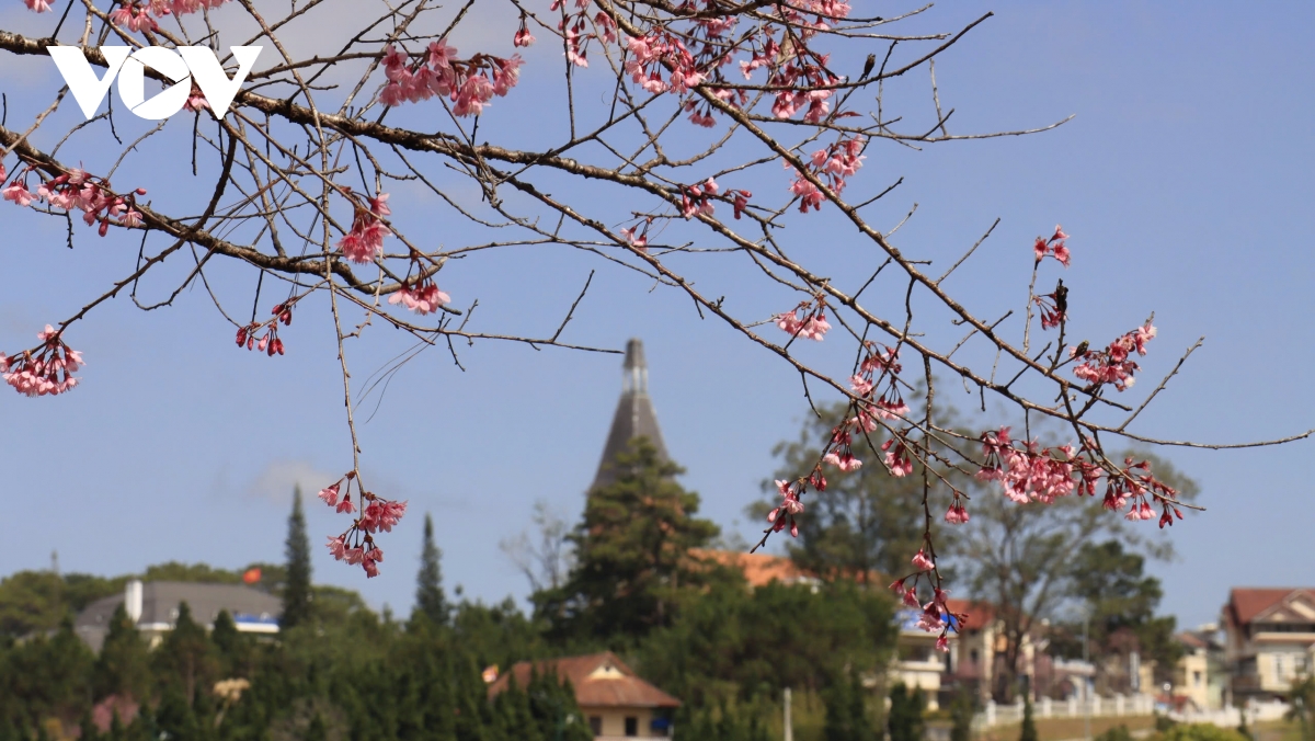 sac tham mai anh dao Da lat niu chan du khach hinh anh 7