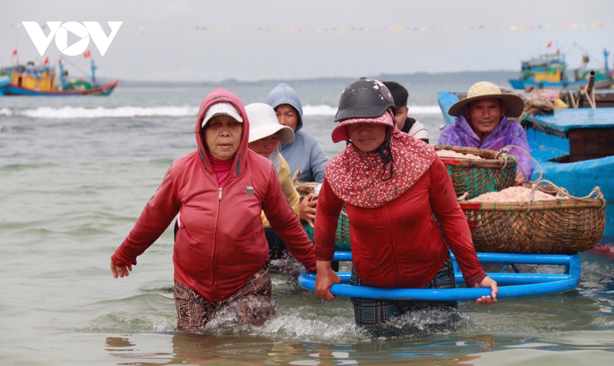 ngư dân quảng ngãi kiếm tiền triệu mỗi ngày nhờ được mùa ruốc biển hình ảnh 1 ngu dan quang ngai kiem tien trieu moi ngay nho duoc mua ruoc bien hinh anh 1