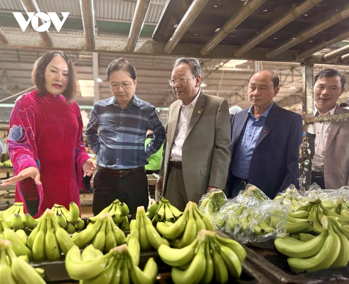 nông sản Đắk lắk kỳ vọng mở rộng thị trường xuất khẩu hình ảnh 1 nong san Dak lak ky vong mo rong thi truong xuat khau hinh anh 1