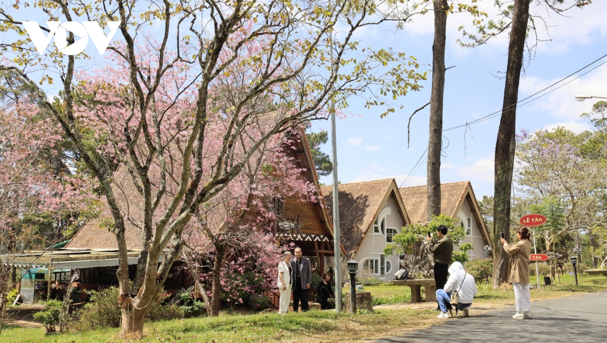 sac tham mai anh dao Da lat niu chan du khach hinh anh 8