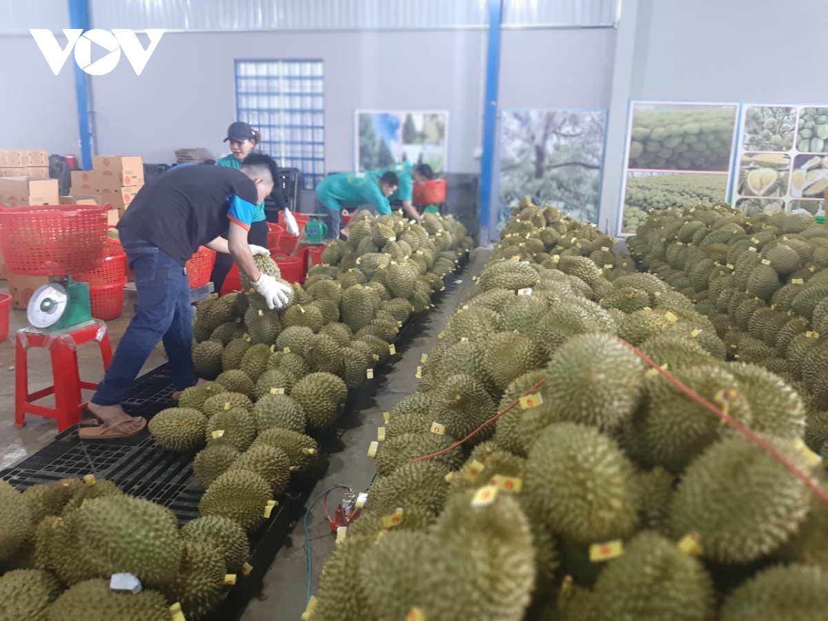 sau tết trái sầu riêng tại tiền giang giảm giá, xuất khẩu vẫn gặp khó khăn hình ảnh 2 sau tet trai sau rieng tai tien giang giam gia, xuat khau van gap kho khan hinh anh 2