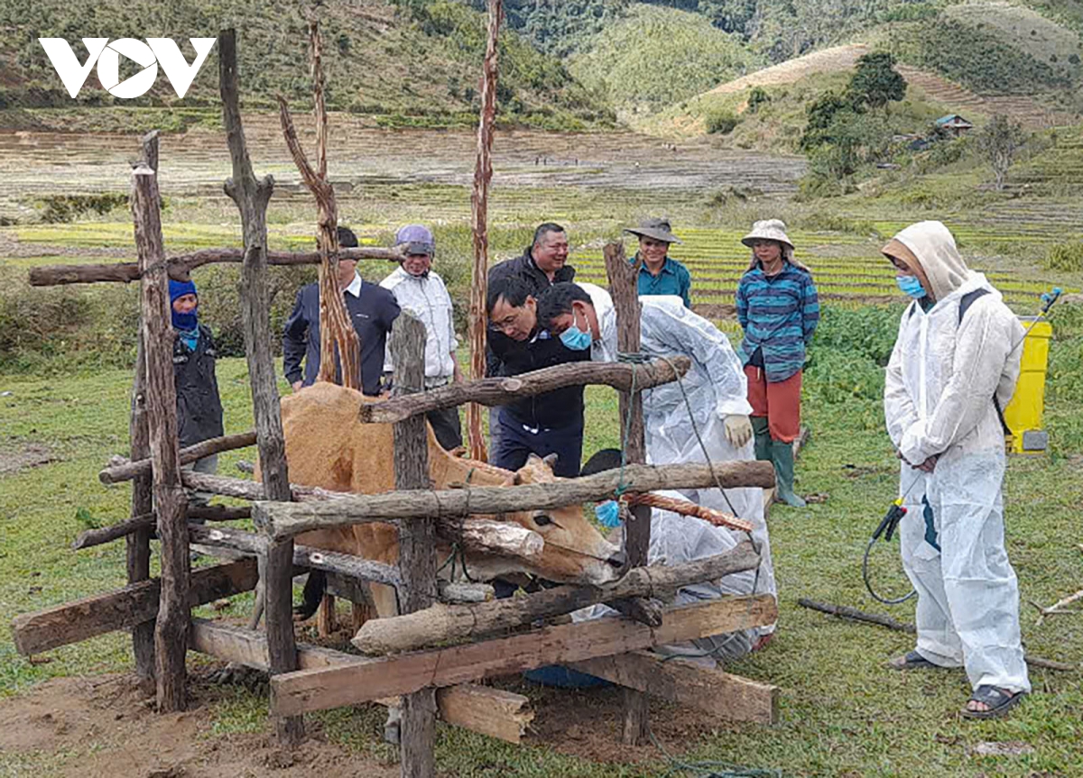 Kon Tum bùng phát dịch bệnh lở mồm long móng trên đàn trâu, bò