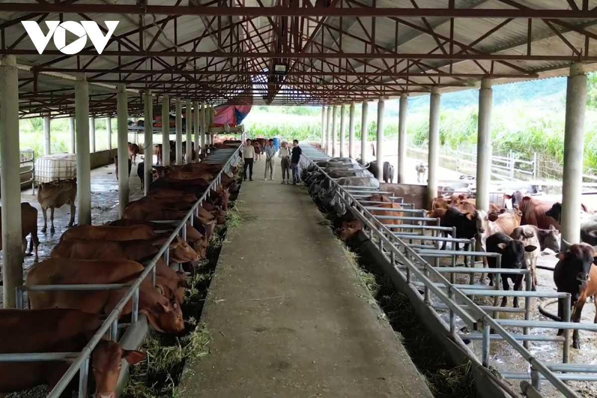 hướng phát triển nông nghiệp bền vững ở vùng cao than uyên hình ảnh 1 huong phat trien nong nghiep ben vung o vung cao than uyen hinh anh 1