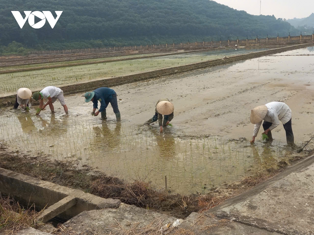 Khát vọng lúa lai