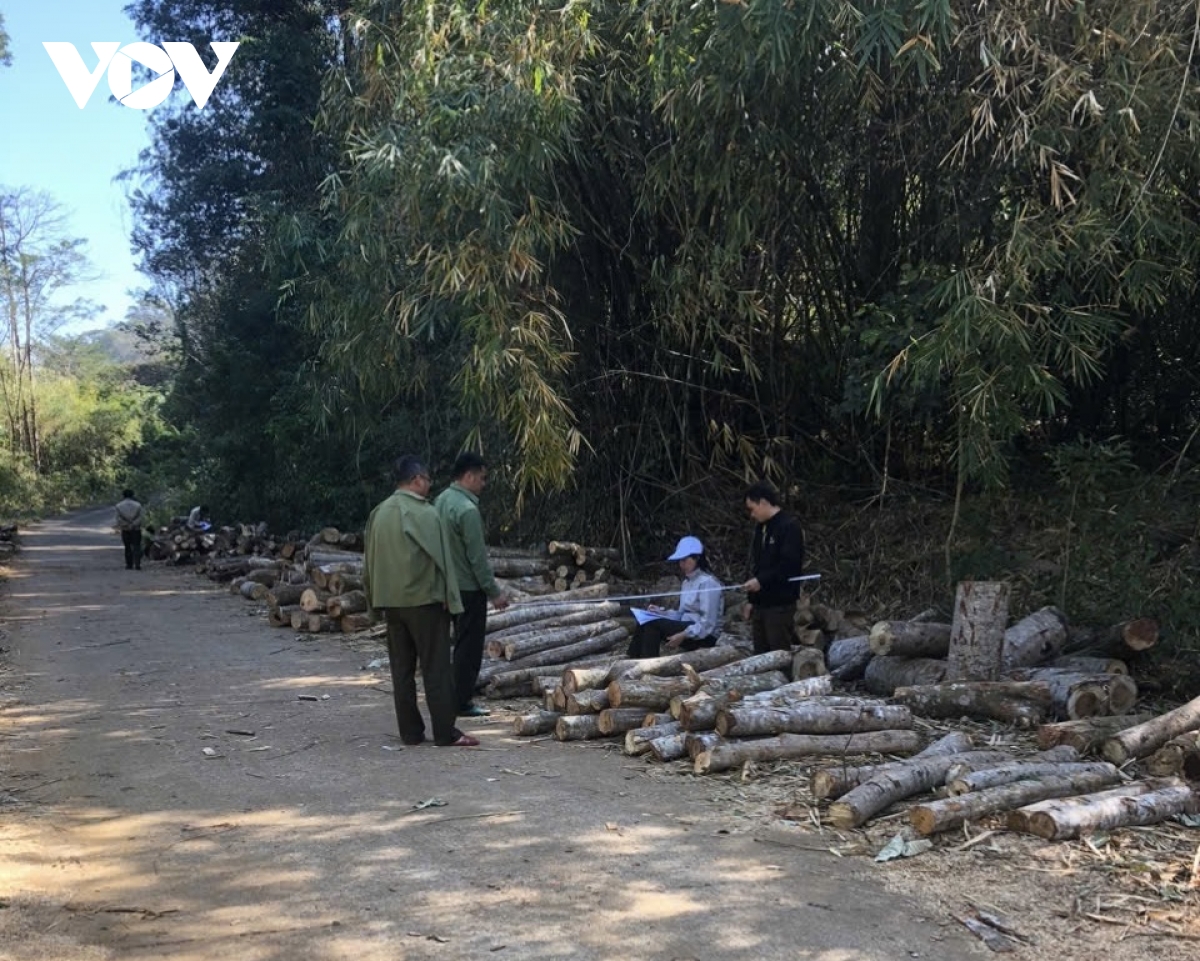 cận cảnh vụ phá rừng quy mô lớn trên biên giới Đắk nông hình ảnh 3 can canh vu pha rung quy mo lon tren bien gioi Dak nong hinh anh 3