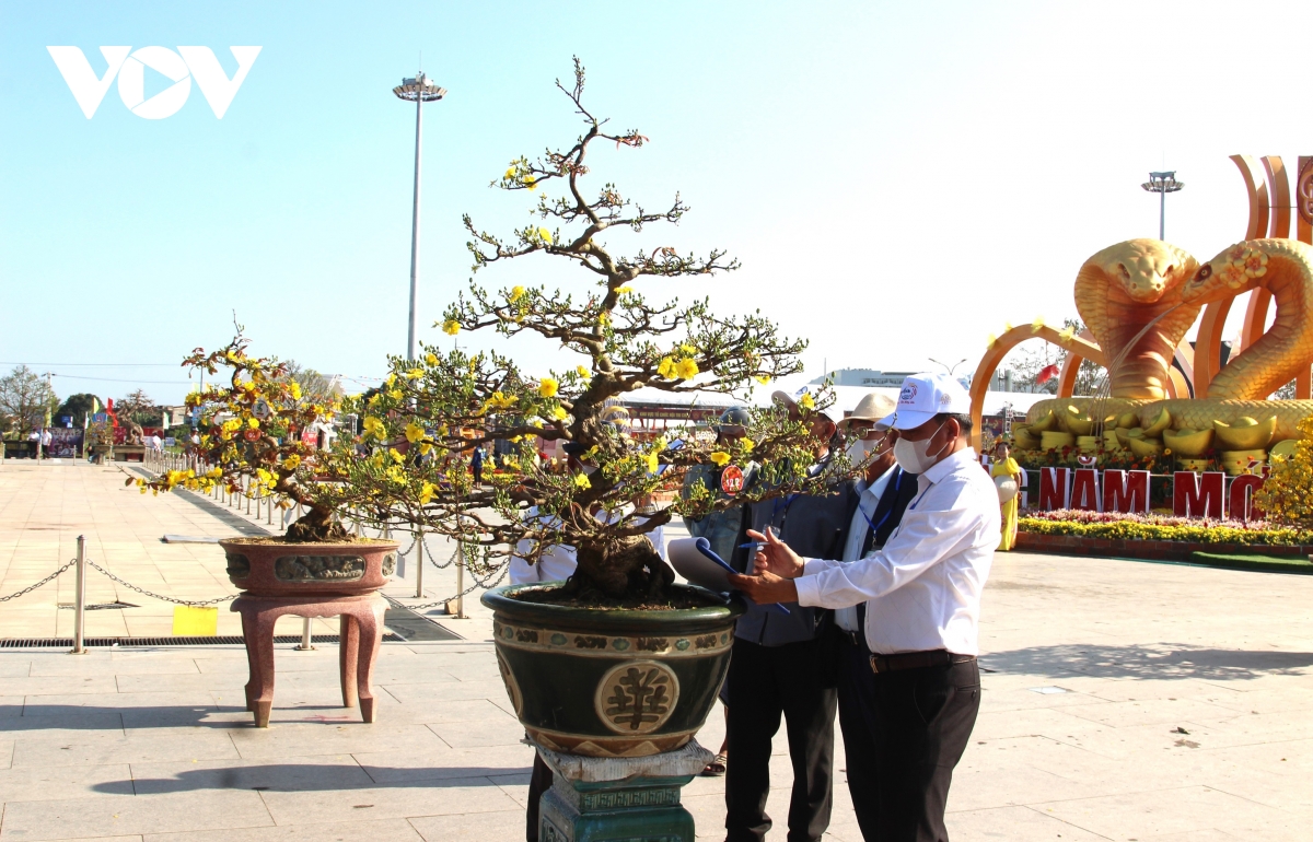 hàng trăm cây mai được trưng bày tại lễ hội mai vàng an nhơn bình Định hình ảnh 1 hang tram cay mai duoc trung bay tai le hoi mai vang an nhon binh Dinh hinh anh 1