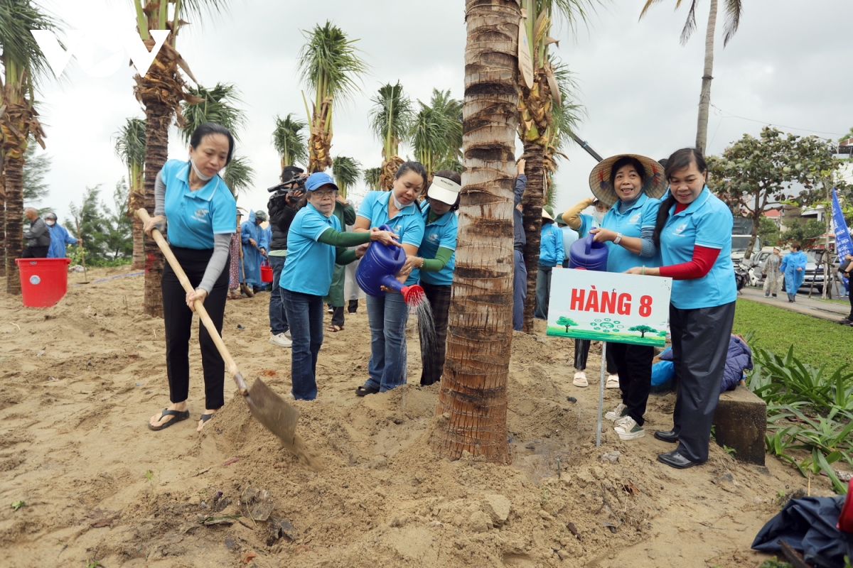 trồng thêm 175 cây dừa dọc bãi biển du lịch Đà nẵng hình ảnh 3 trong them 175 cay dua doc bai bien du lich Da nang hinh anh 3